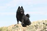 SCHIPPERKE 042